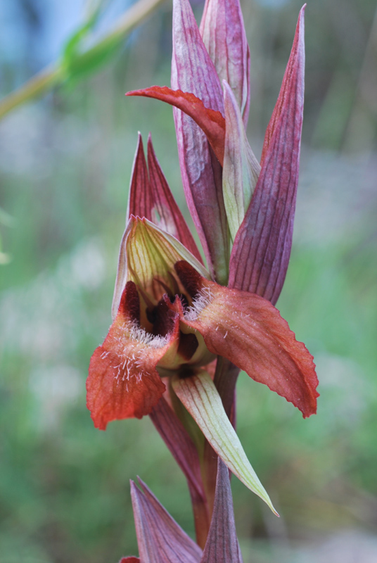 Orchidee di fine aprile in Gargano 5